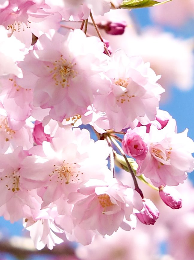 いちりん🌼💐 tweet media