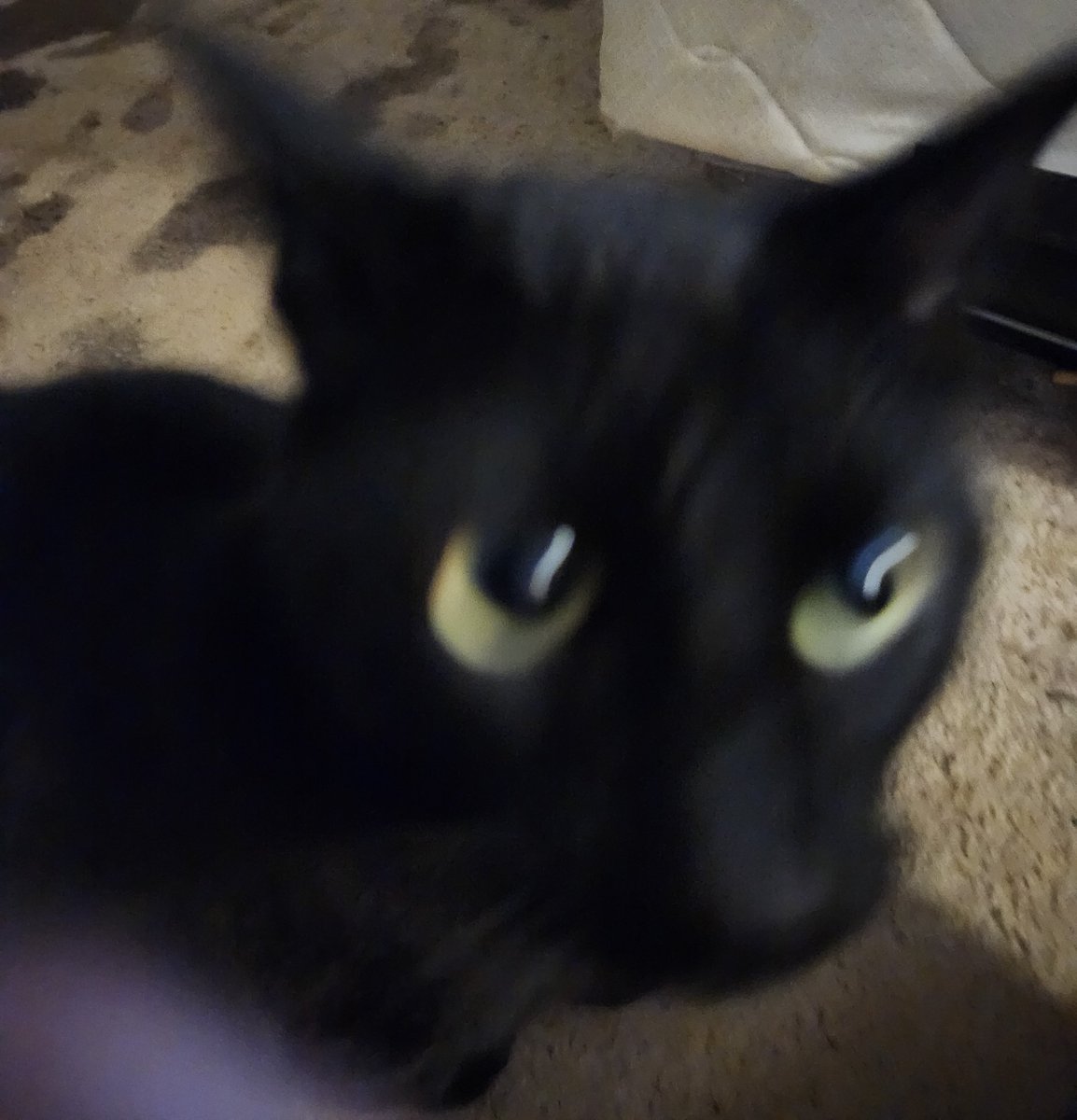 devilcl0wn's tweet photo. Our sisters kitty 👇 As she is having to move back in with us https://t.co/xCJMPgGyBu