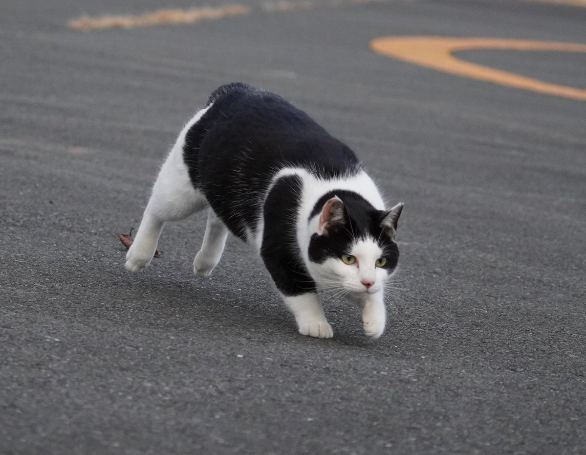 田代島猫散歩2 tweet media