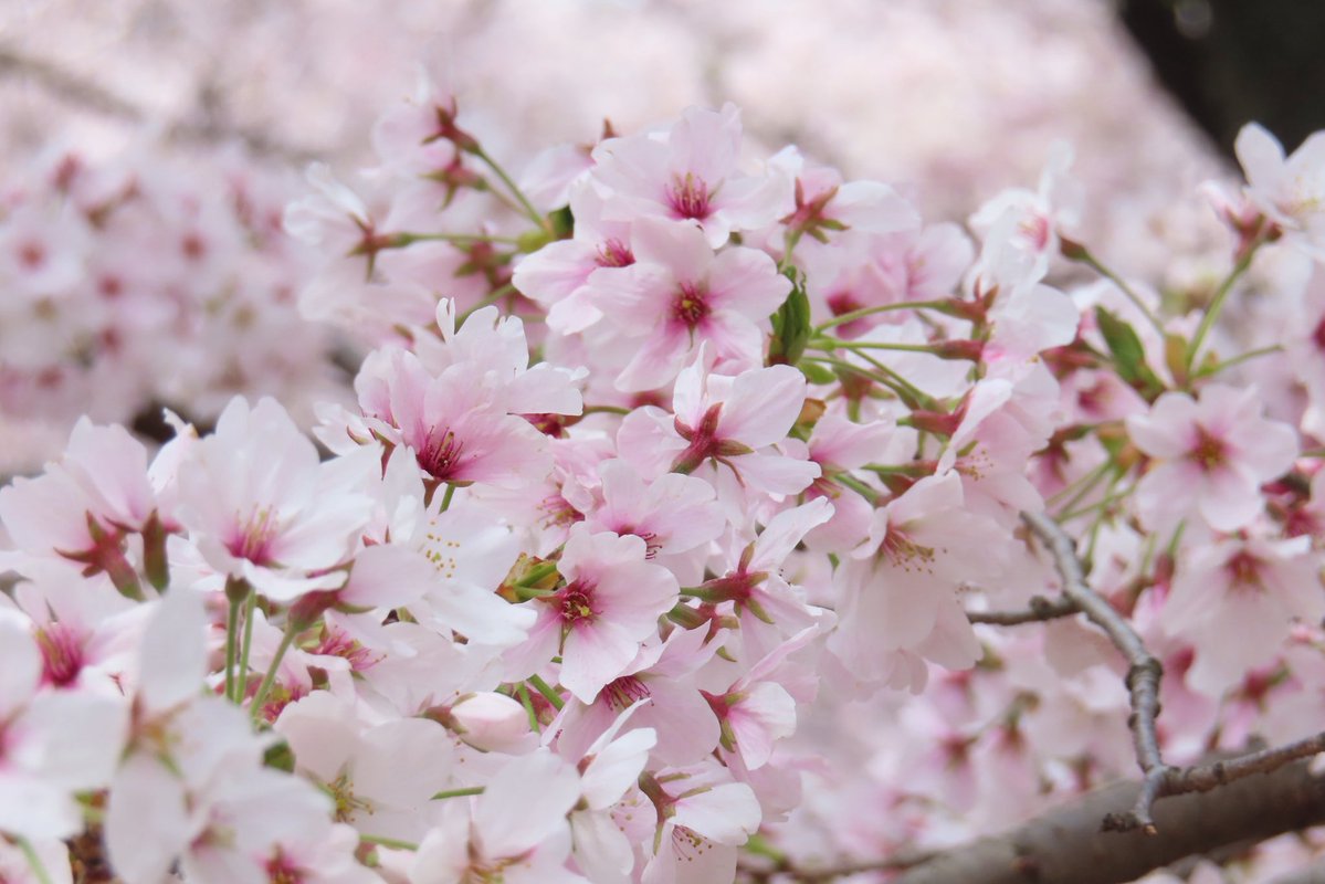 ろく(痛風持ち んがっ❗) tweet media