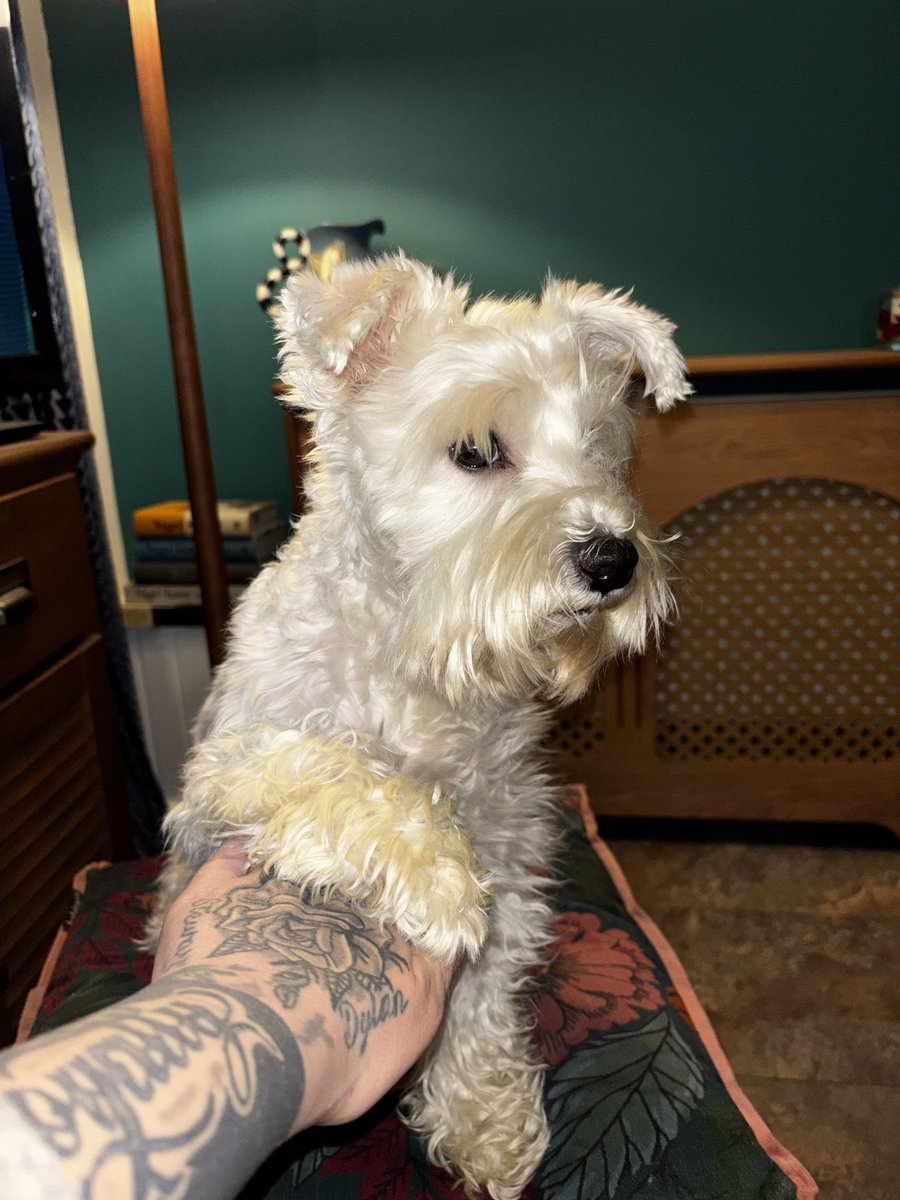 •ᦓꪖ᥅ꪖꫝ• tweet media