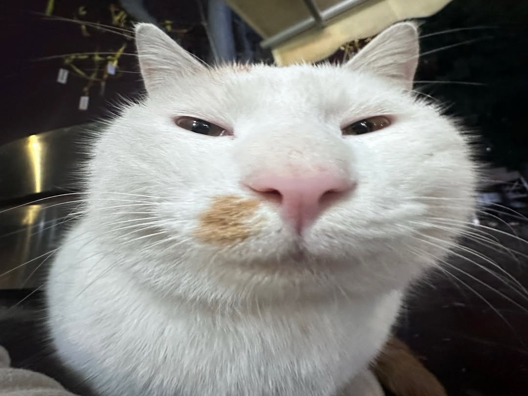 Daily Cat Posting tweet media