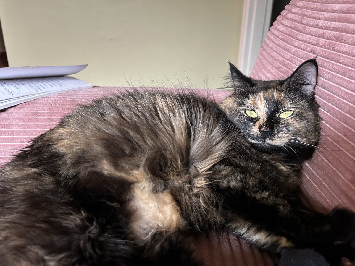 Phera🌷🔻🏳️‍⚧️ tweet media