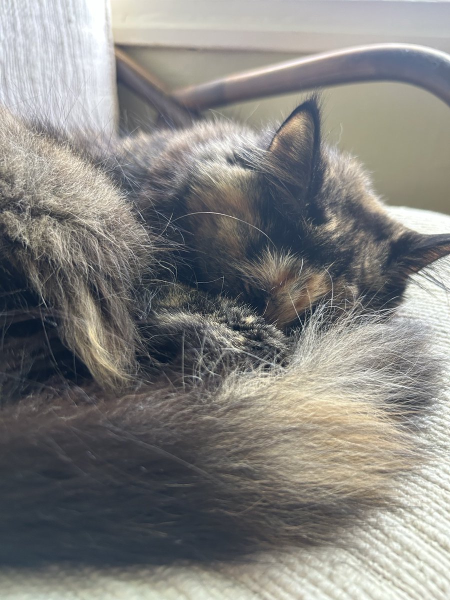 Phera🌷🔻🏳️‍⚧️ tweet media