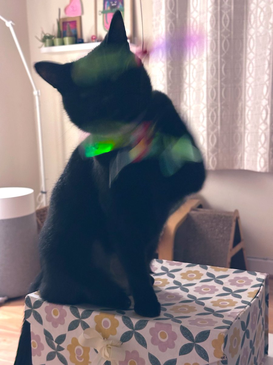 しゃも&あずき先生&うずらまめ姉妹 tweet media