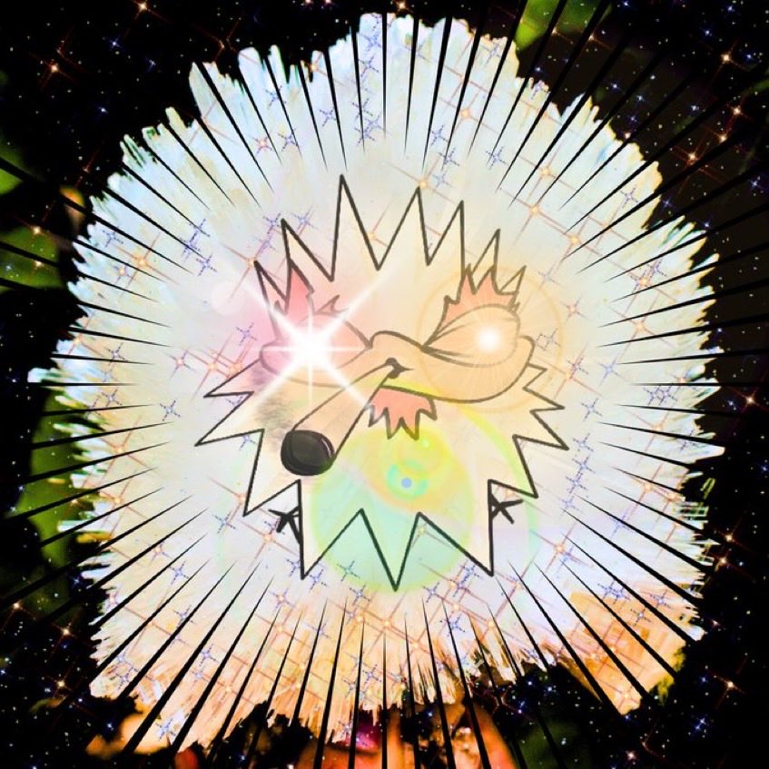 JR 🐔🪽 tweet media