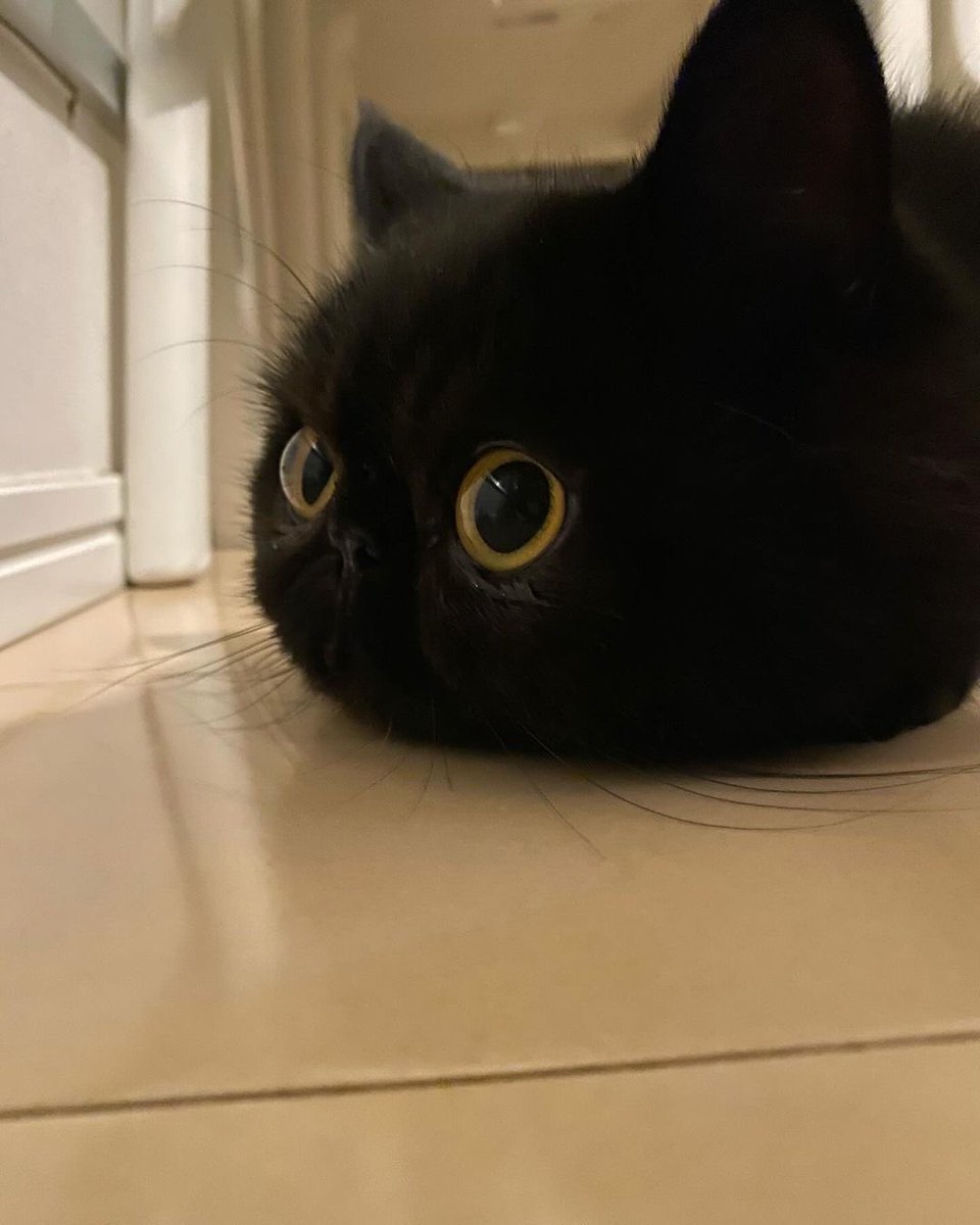 Black cats are not bad luck (@visualscat) on Twitter photo 