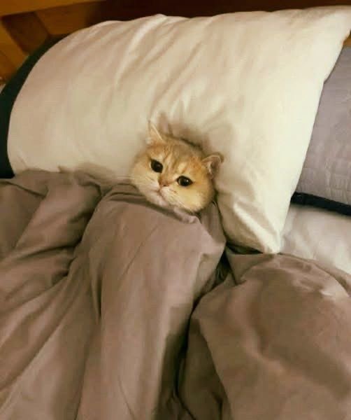 BTC_rasheed💰 tweet media