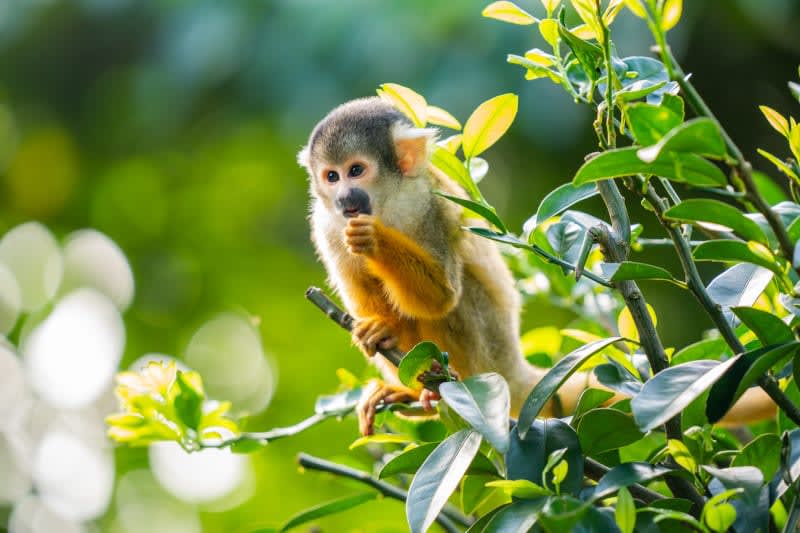 🌏🐒 Explore the captivating beauty of Asia with our incredible itineraries to Ishigaki, Japan! Immerse yourself in charming village life, where you can encounter fascinating wildlife.  🌿✨

Contact me today to book your journey and discover the wonders of Ishigaki! 📞✈️