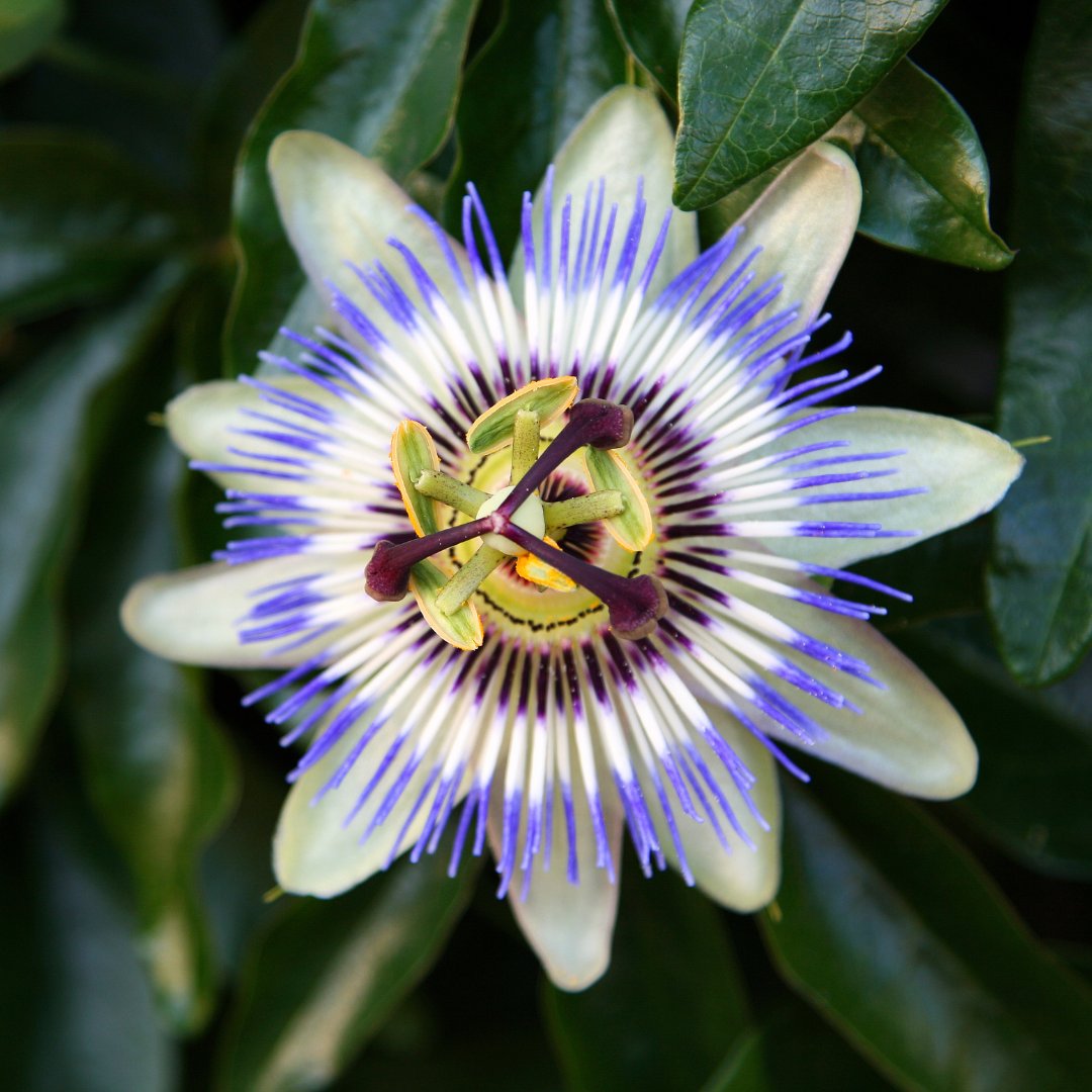 Verdecora tweet media