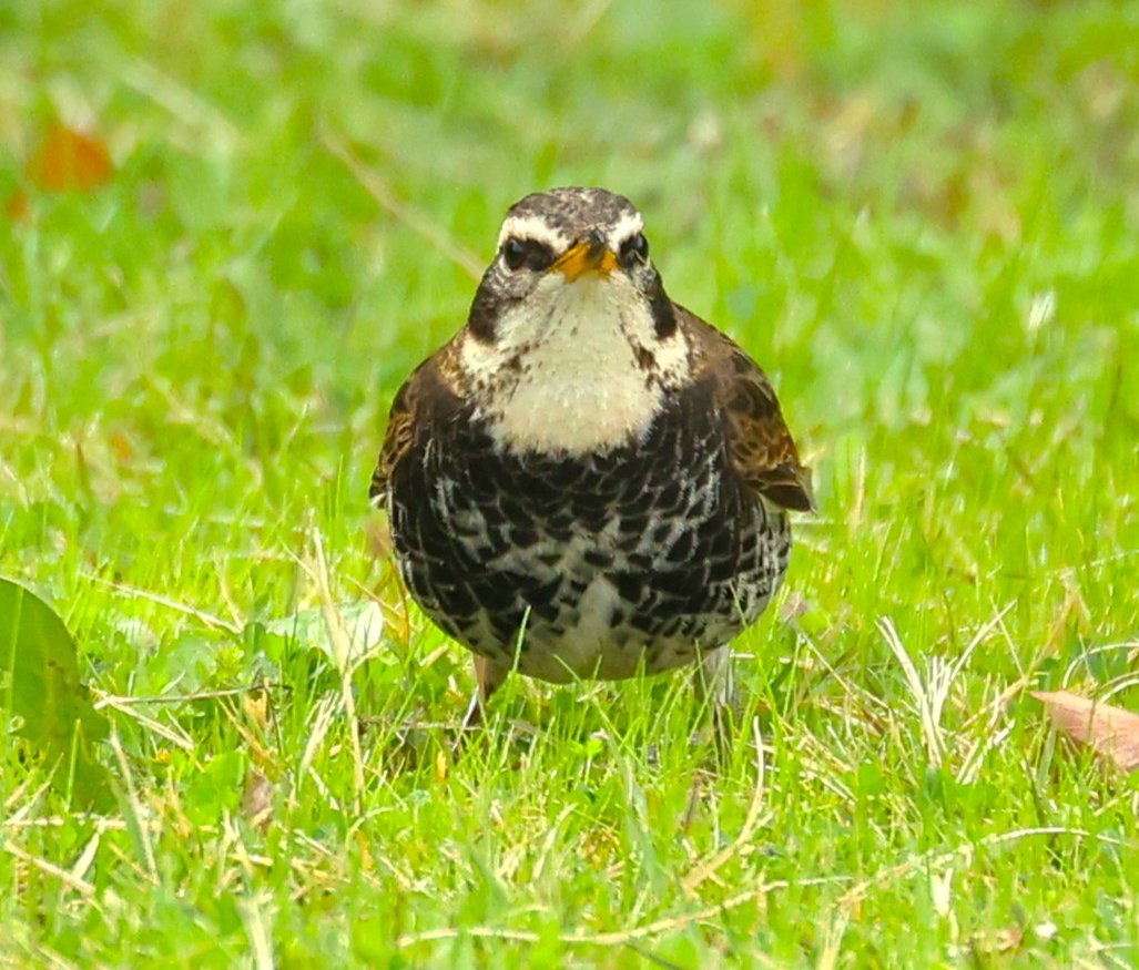 brass_suki117 tweet media