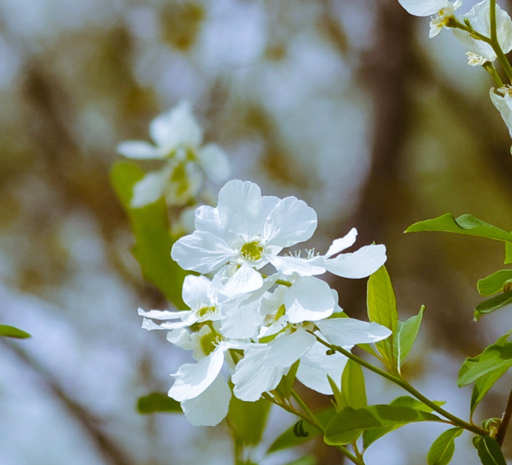 brass_suki117 tweet media