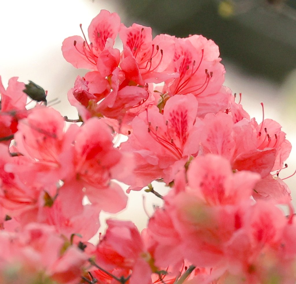 brass_suki117 tweet media