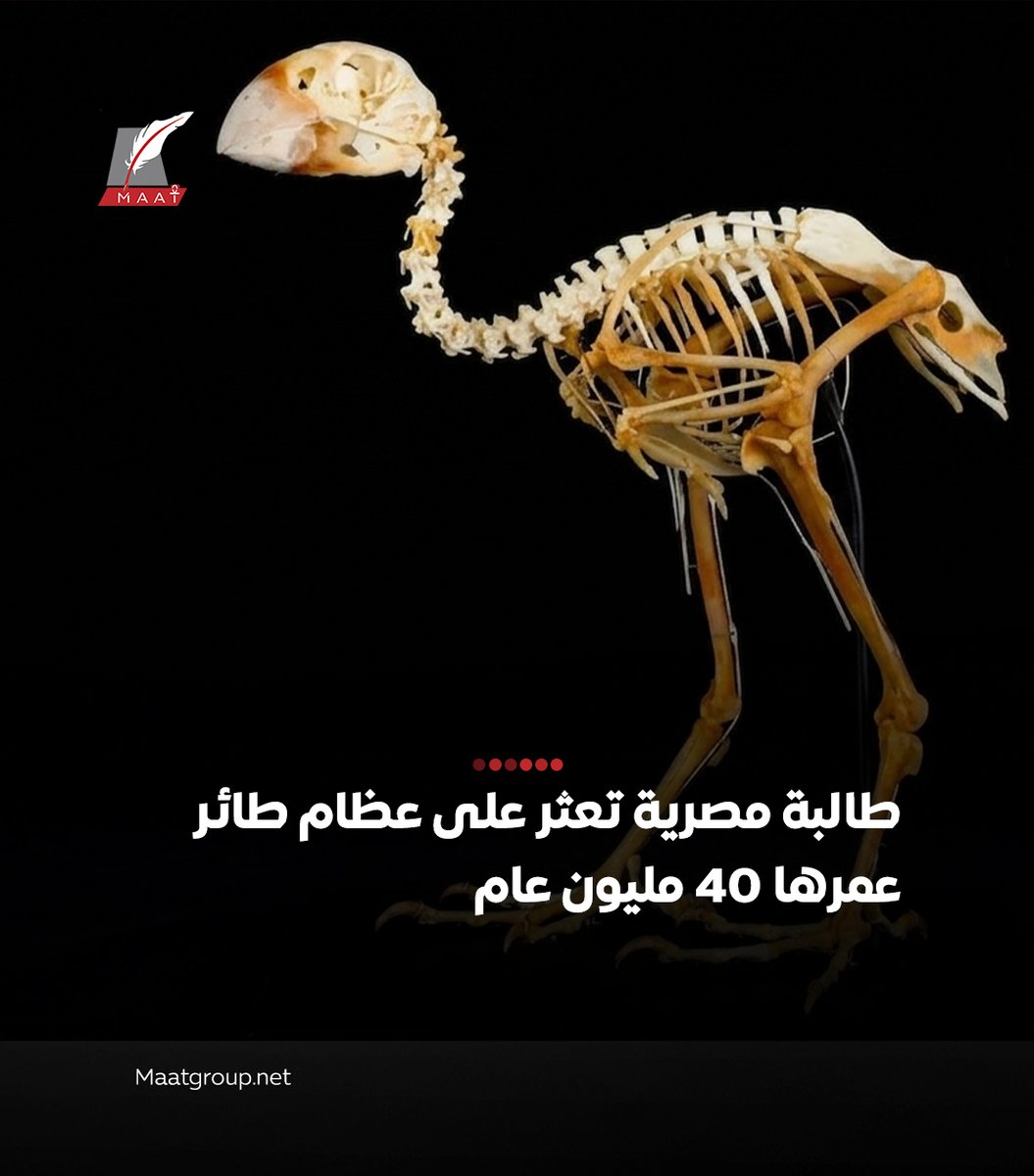 MAAT NETWORK tweet media