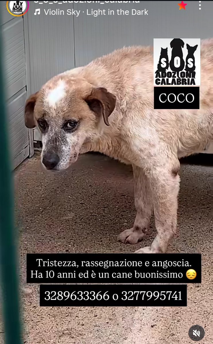 MonicaOrsini8's tweet image. Coco 10 anni nei suoi occhi tristezza e rassegnazione. Strazia il cuore vedere un cane dolce che cerca il contatto umano, morire ogni giorno. Vi supplico, fare girare troviamo una casa per lui 3289633366 #AdoptDontShop #Sos #adottanoncomprare #adottauncanedalcanile #canicercacasa