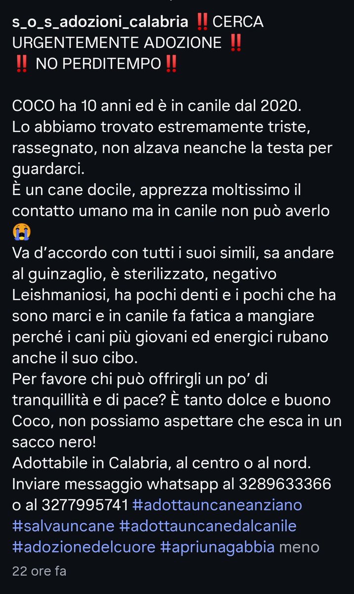 MonicaOrsini8's tweet image. Coco 10 anni nei suoi occhi tristezza e rassegnazione. Strazia il cuore vedere un cane dolce che cerca il contatto umano, morire ogni giorno. Vi supplico, fare girare troviamo una casa per lui 3289633366 #AdoptDontShop #Sos #adottanoncomprare #adottauncanedalcanile #canicercacasa