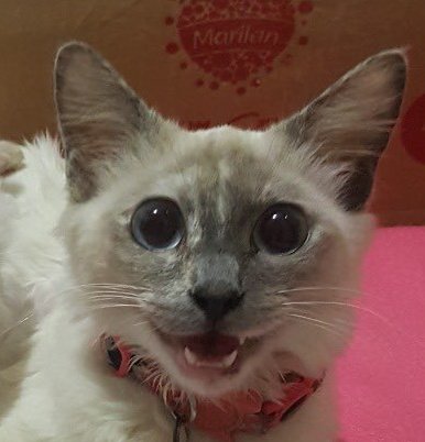 Thay타이 tweet media