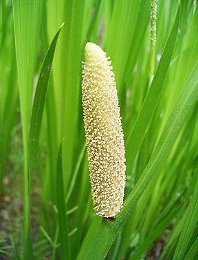 しょーすけ tweet media