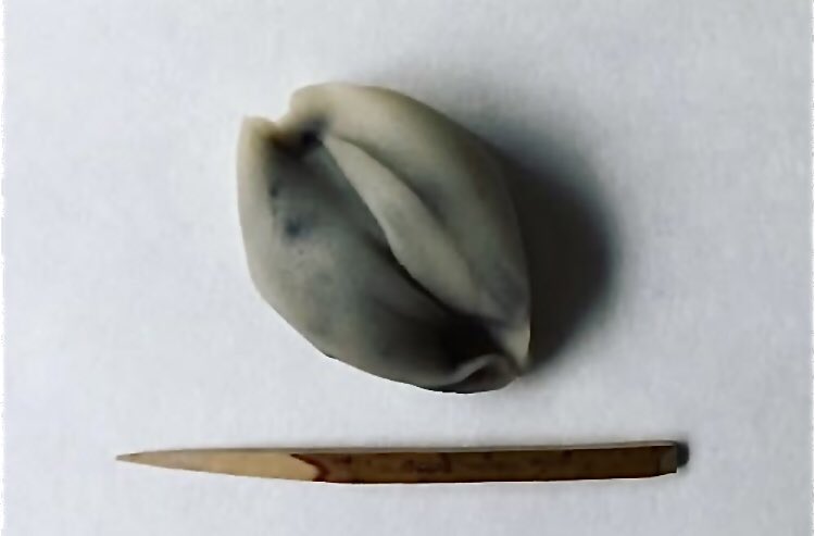 好日画報 tweet media