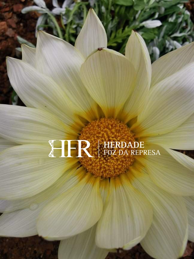 HerdadeFozdaRep's tweet image. Discover Luxury at the Alentejo Countryside 

HerdadeFozDaRepresa.com 

#Alentejo #Luxury