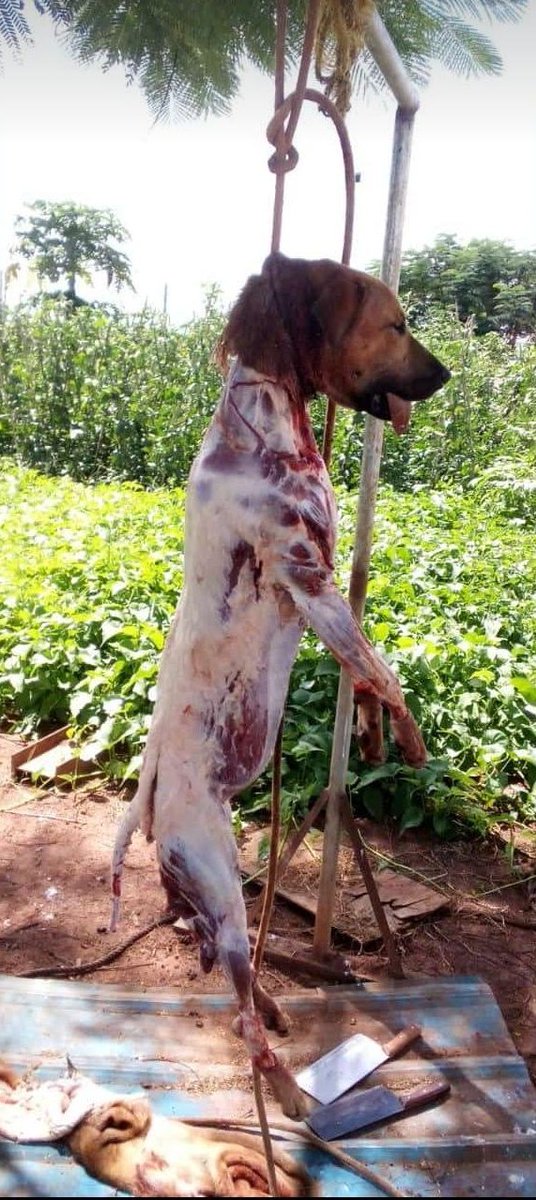 Kommander@Josh tweet media