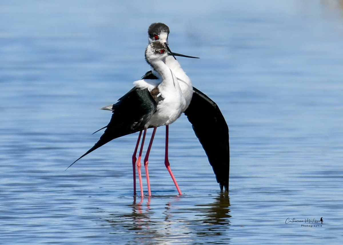 Cat 🧡 🐿 📸 tweet media