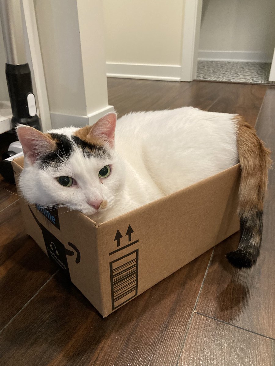 uhlaynuhaf's tweet photo. My boy cat is the sweetest. My girl cat is a menace. https://t.co/o2RP681H9z