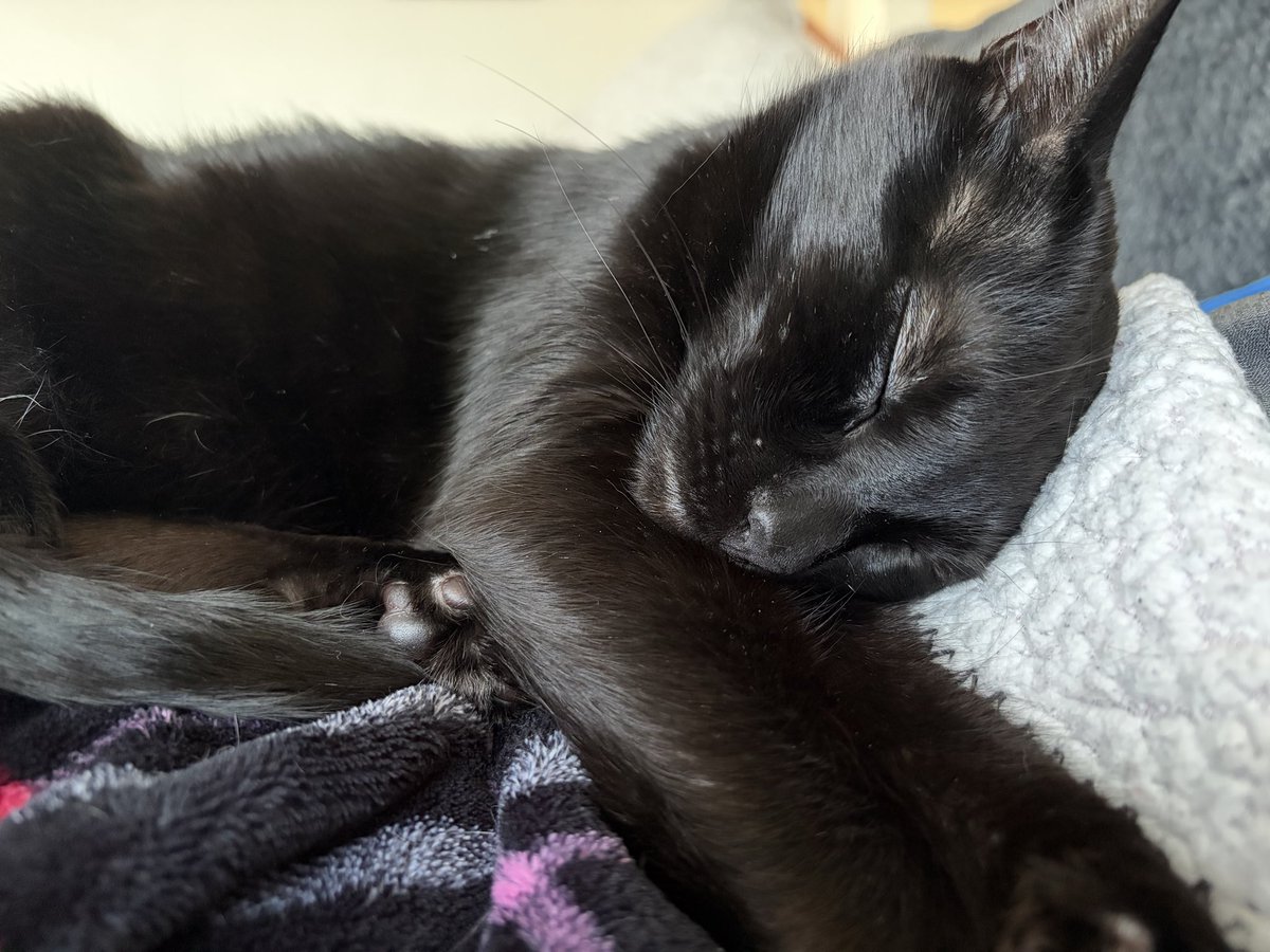 uhlaynuhaf's tweet photo. My boy cat is the sweetest. My girl cat is a menace. https://t.co/o2RP681H9z