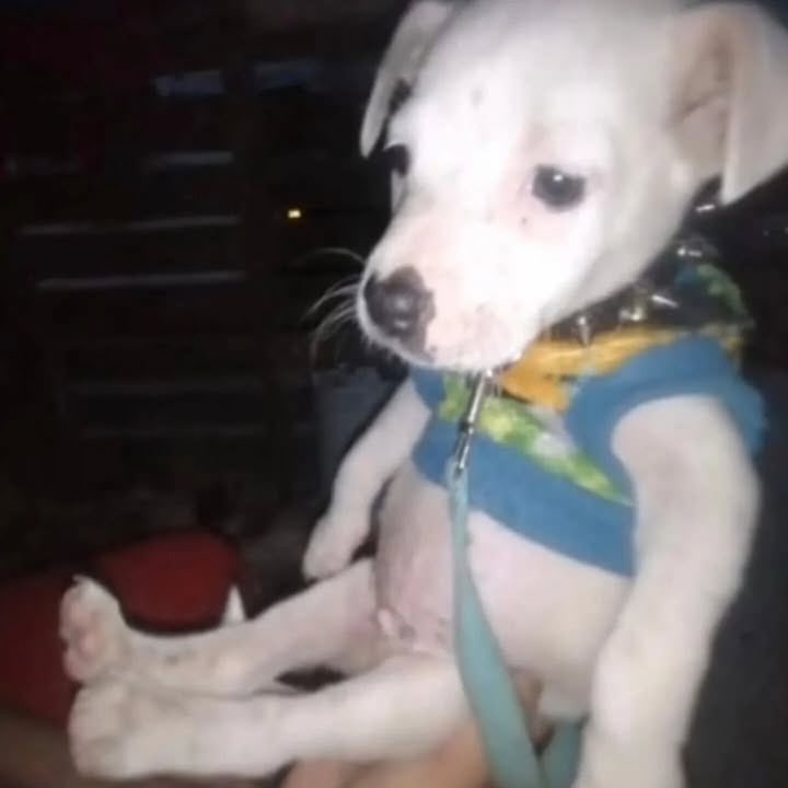 ᅠᅠ

ᅠᅠ

 ㅤ. . . ¿De verdad crees que lo son? ————— estira los brazos hacia enfrente, extendiendo sus manos y todo, siempre fue un 𝓅alito y apenas esta comenzando a ganar [ poco ] músculo. hace una mueca. ————— Bueno, pero solo por ser el más joven. . .

ᅠᅠ

ᅠᅠ