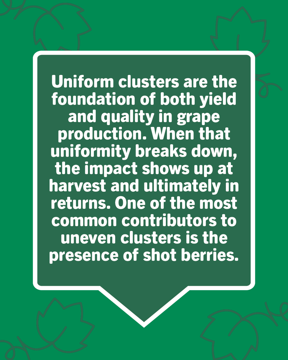 ValentBioStim's tweet photo. Uniform clusters don’t happen by chance; they’re cemented early in the season.

Shot berries are often the result of stress during bloom, leading to uneven sizing, inconsistent ripening at harvest, and reduced yield. While growers can’t control the weather, they can support vines when it matters most.

Targeting the bloom to early fruit set window with the right combination of calcium and biostimulants can make a measurable difference in berry set and cluster uniformity.

Learn how to take a proactive approach: https://t.co/5zHPjABtAW