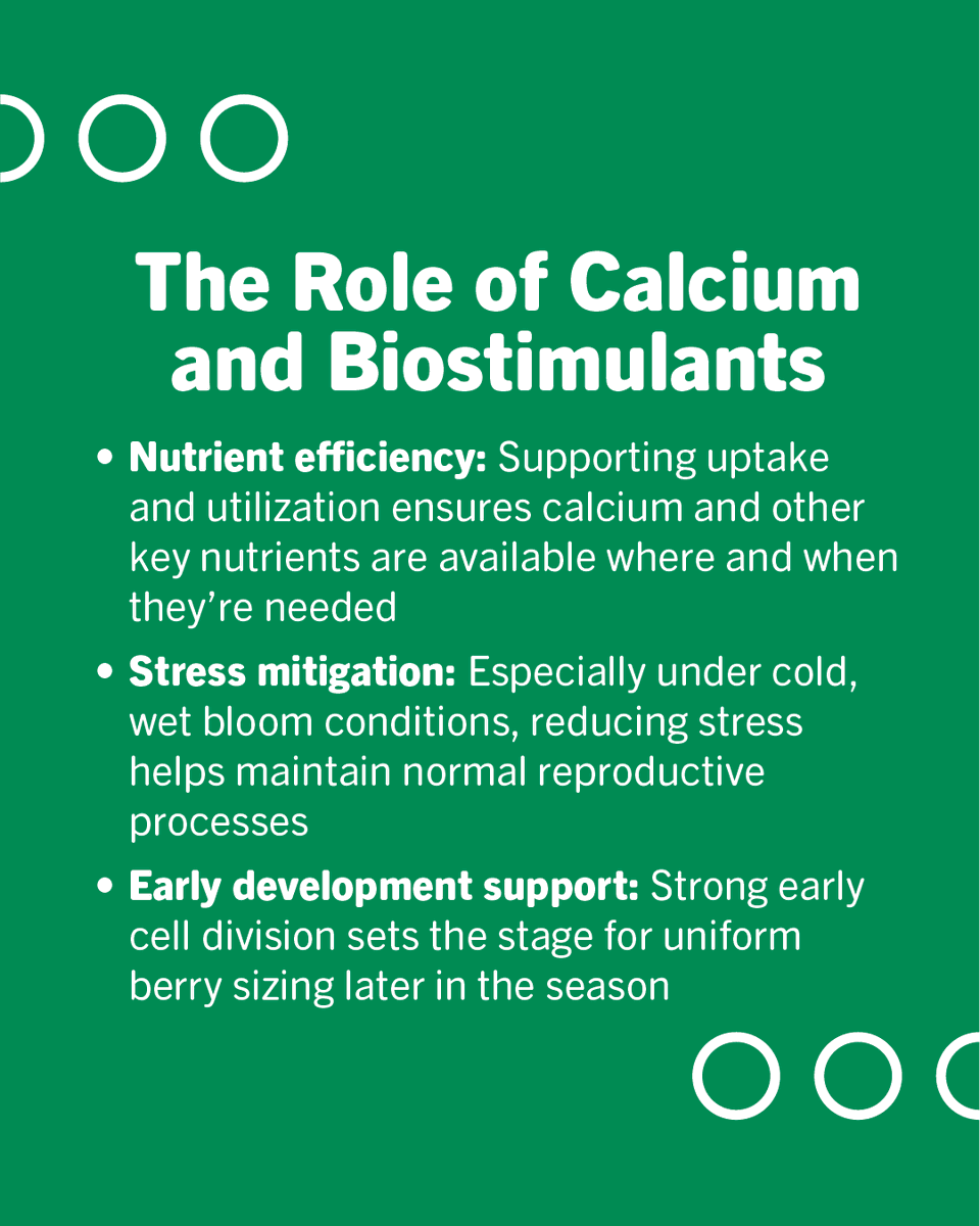 ValentBioStim's tweet photo. Uniform clusters don’t happen by chance; they’re cemented early in the season.

Shot berries are often the result of stress during bloom, leading to uneven sizing, inconsistent ripening at harvest, and reduced yield. While growers can’t control the weather, they can support vines when it matters most.

Targeting the bloom to early fruit set window with the right combination of calcium and biostimulants can make a measurable difference in berry set and cluster uniformity.

Learn how to take a proactive approach: https://t.co/5zHPjABtAW