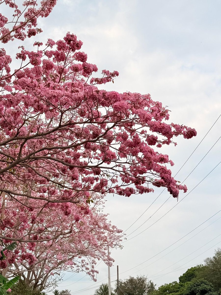 JAVIER MAY tweet media