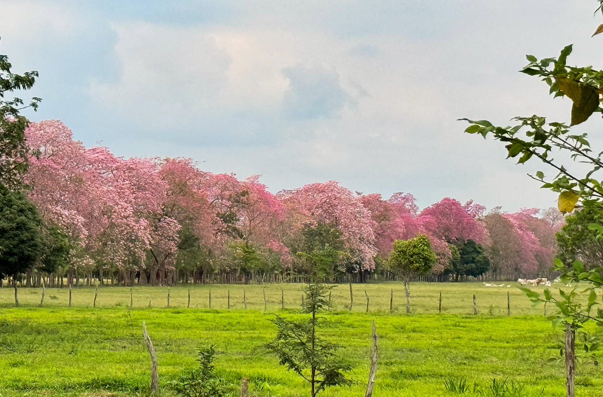 JAVIER MAY tweet media