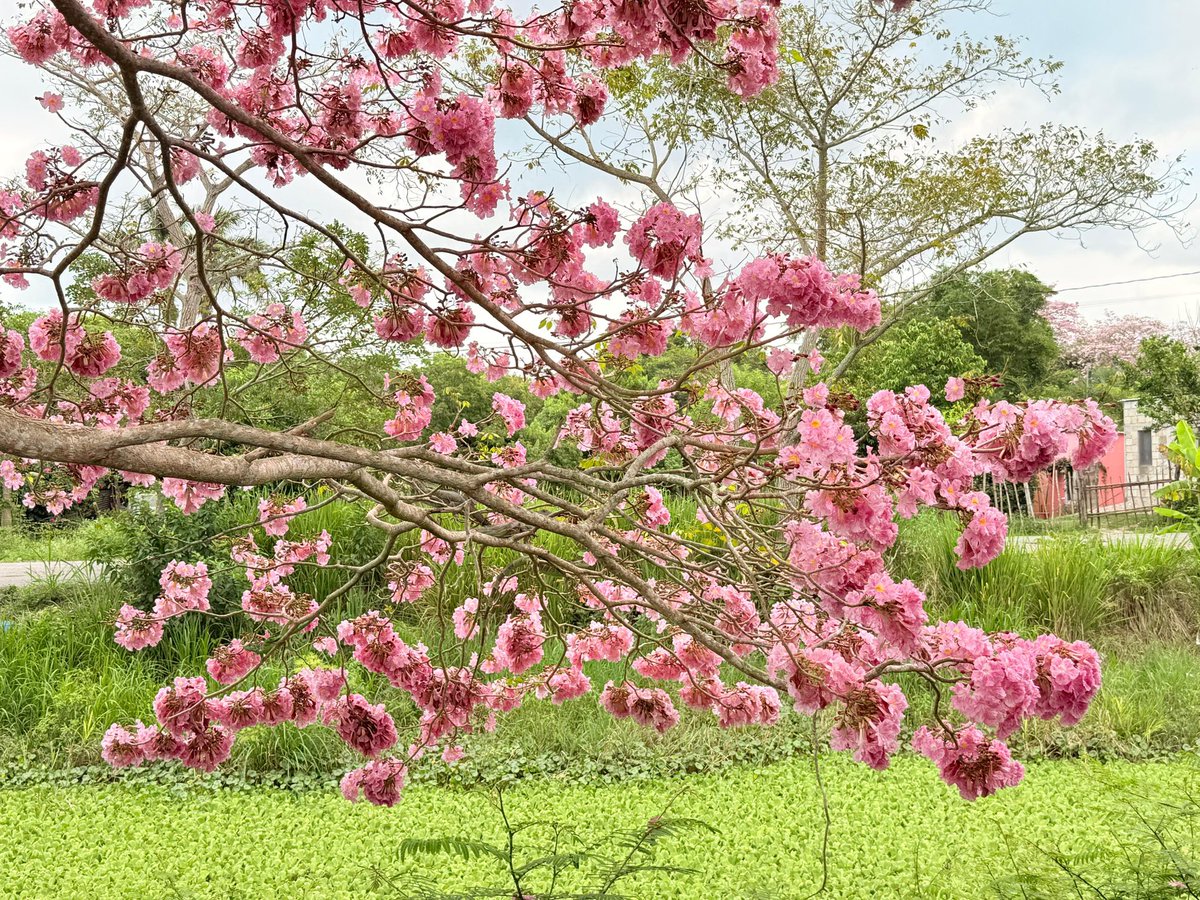 JAVIER MAY tweet media