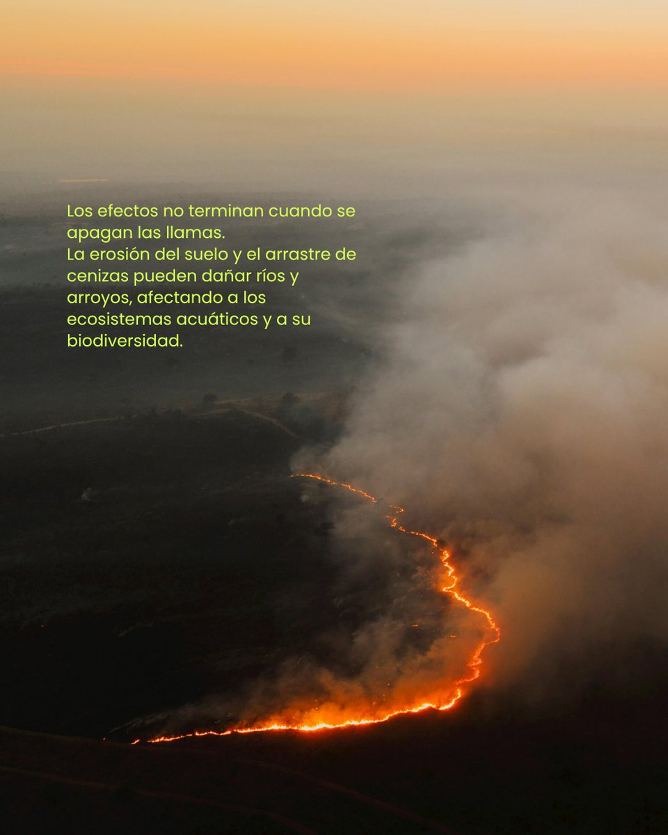 StepsforLIFE2's tweet photo. 🔥 Incendios forestales en Cantabria afectan a espacios de alto valor ecológico, incluidos territorios Natura 2000.
La prevención y la gestión forestal son clave ante el cambio climático.

Wildfires highlight ecosystem vulnerability.

#StepsForLIFE #Biodiversidad #Cantabria https://t.co/b4Yq7FzTyw
