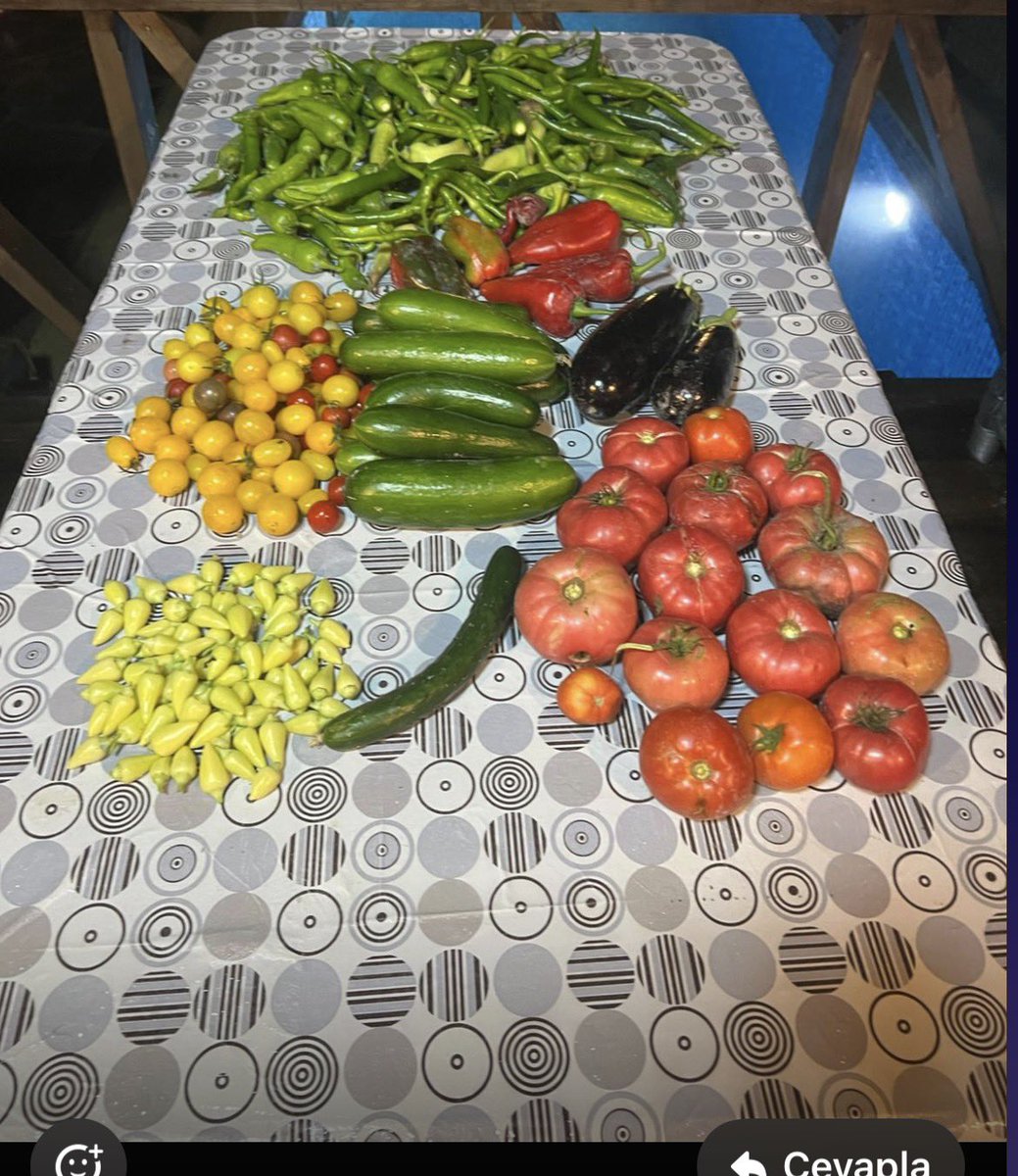 Ertugrul Cüre tweet media