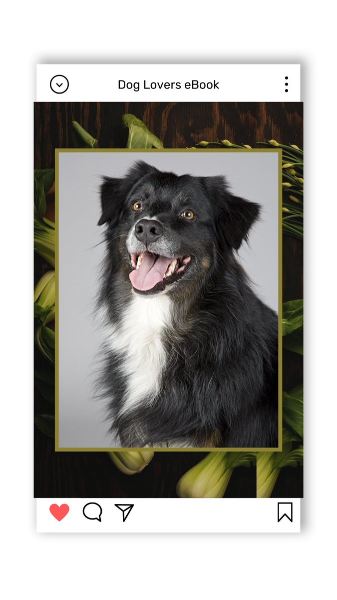chander65698221's tweet photo. https://t.co/IUrTmX4wIV
 The Ultimate Dog Health Guide: Nutrition, Fitness &amp; Happiness Secrets
 Discover how proper nutrition, daily exercise, and mental stimulation dog nutrition, dog fitness, dog mental health, healthy dog habits, pet care tips https://t.co/mp2e7MpTA2