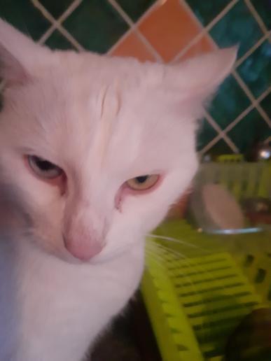 Daft ワラス tweet media