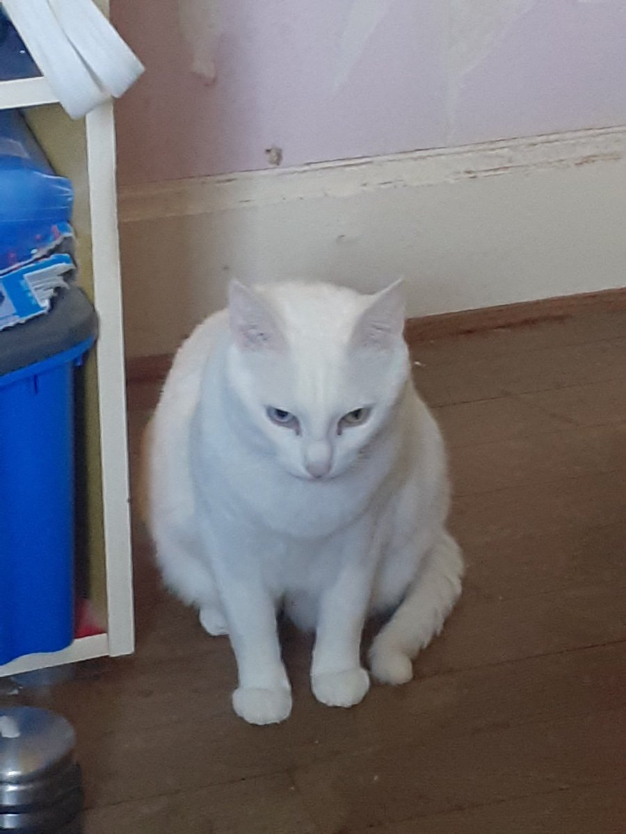 Daft ワラス tweet media