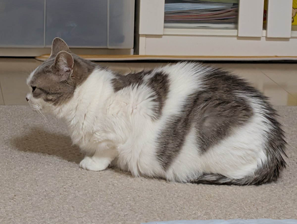 よしみさん@がんばらない tweet media