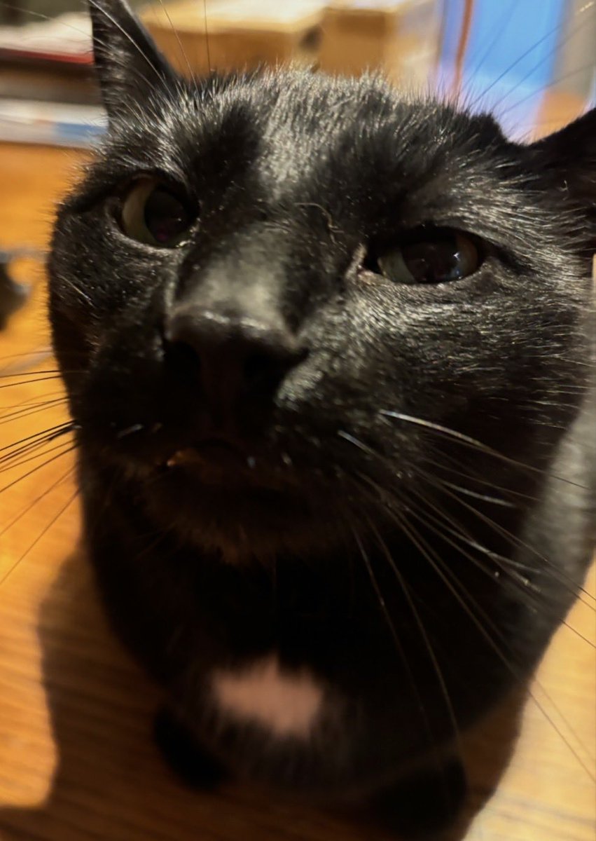 koidut's tweet photo. @TheMaestroTeam @edmundmcmillen My evil kitty necromancer Mischa who hates everything but food and my thief Leo who likes to be in places he shouldn’t and steal paper @edmundmcmillen @TheMaestroTeam #MerchgenicsContest https://t.co/nuBXp4wPLb https://t.co/rVYlEga14q