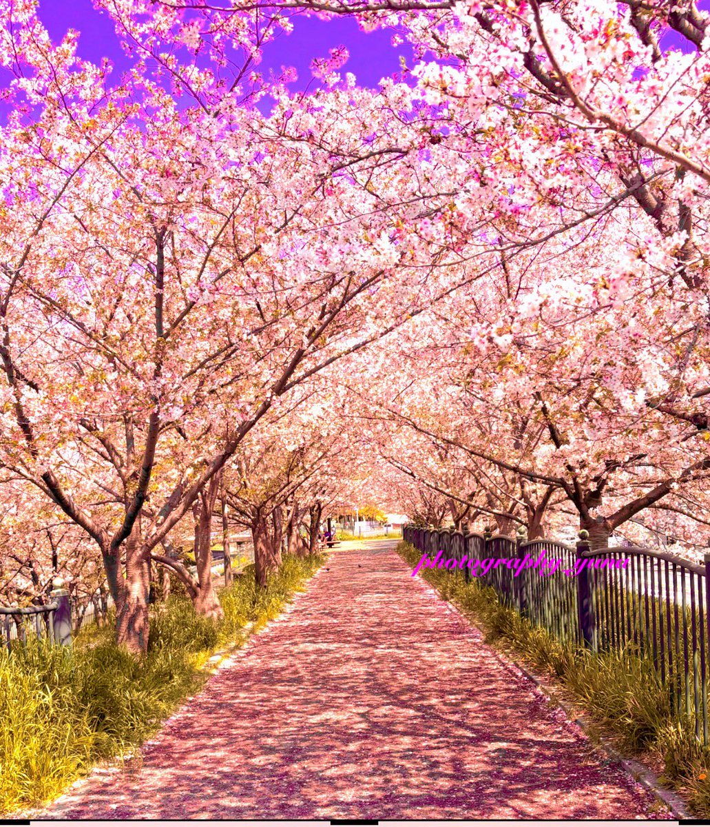 🌺yuna.∗⋆🫧❃花粉症MAX😅 tweet media