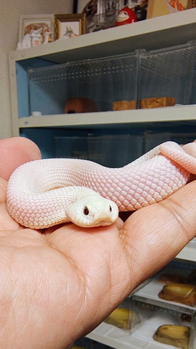 ネコ軍曹R© tweet media