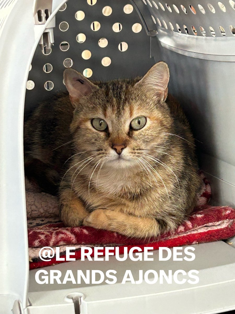 Le Refuge des Grands Ajoncs tweet media