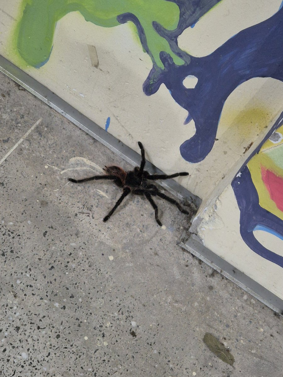 loló farofa tweet media