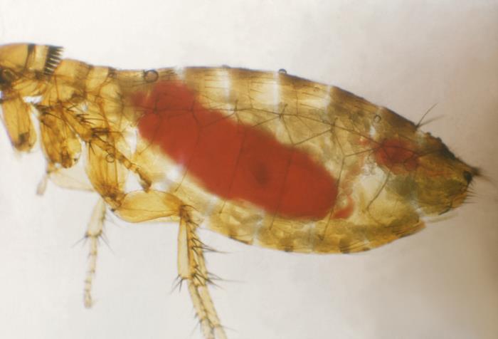 bactiman63's tweet image. #Arizona: Human #plague case reported in #Apache County open.substack.com/pub/outbreakne…