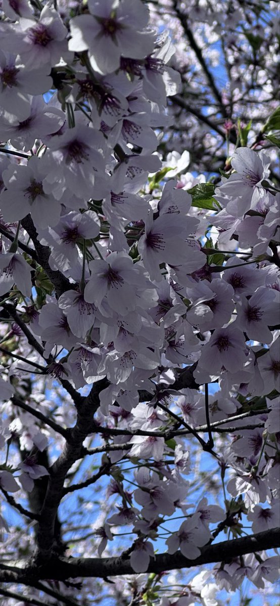 おやじ＠アウトドア人🎣🏕 tweet media