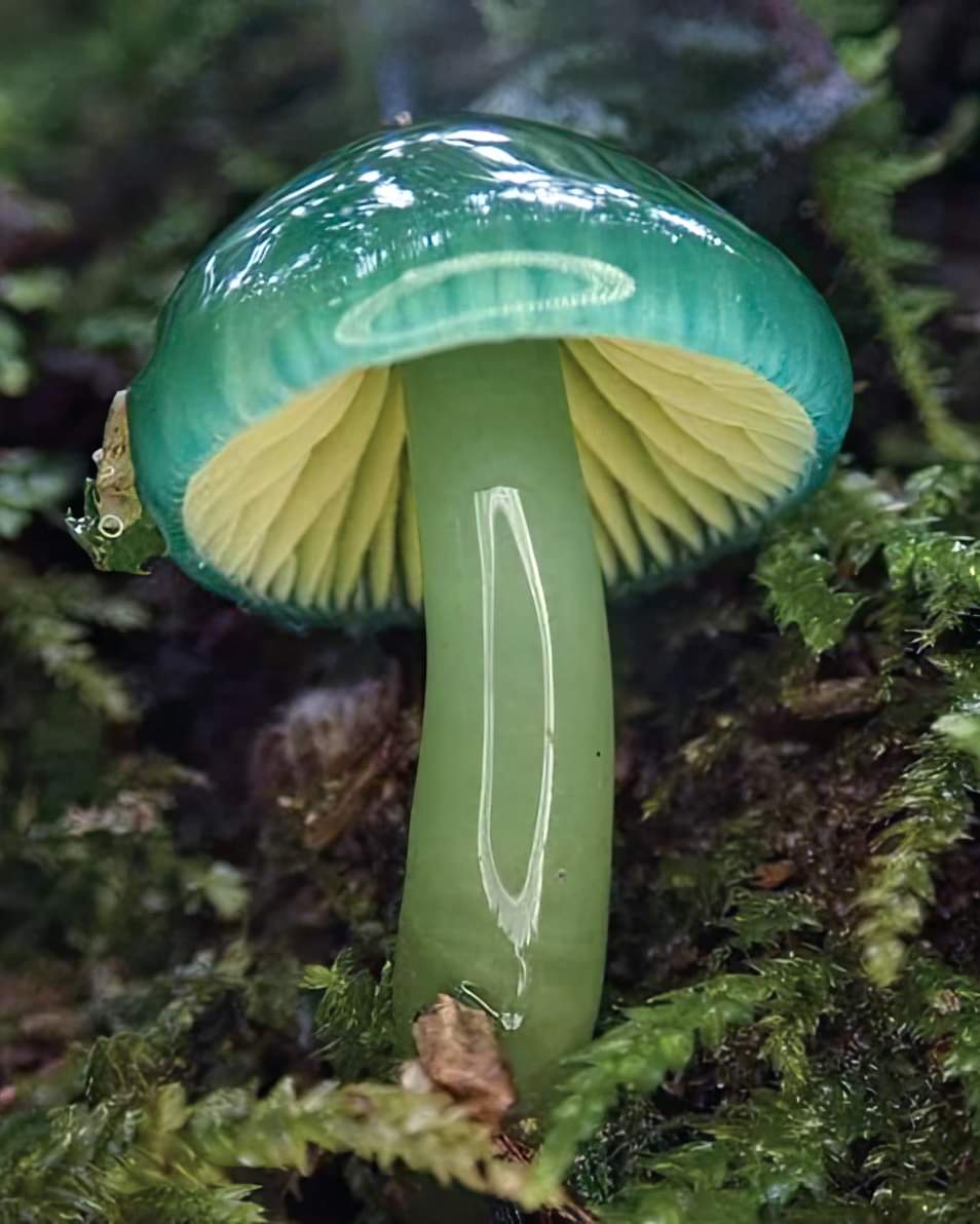 The beautiful Parrot Waxcap Mushroom, it looks like something out of Alice in Wonderland yet it is real.
Now available in store. 

Give it a like. 😊