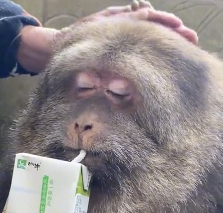 Overwatch Base tweet media