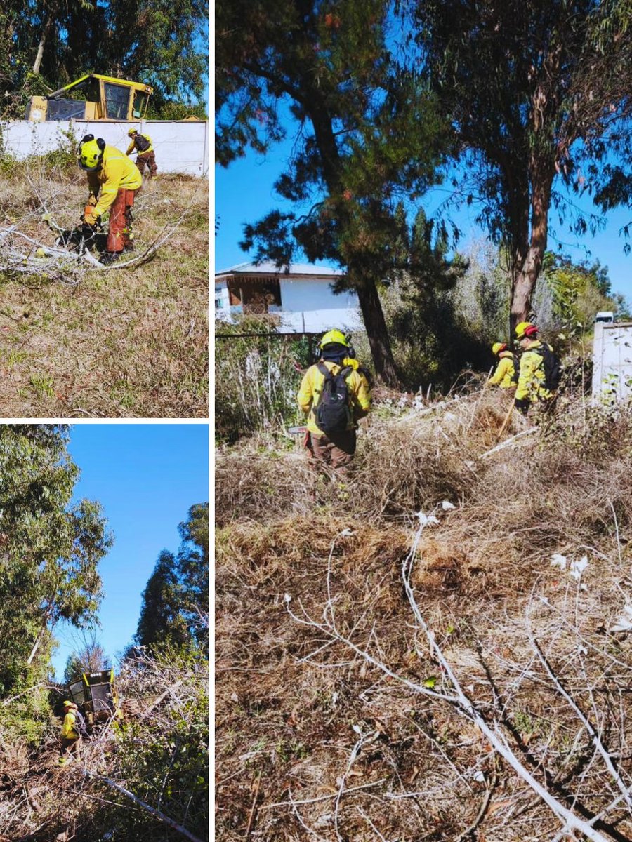 CONAF - Corporación Nacional Forestal tweet media
